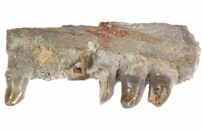 Ophiacodon (Permian Synapsid) Jaw Section - Texas #42966